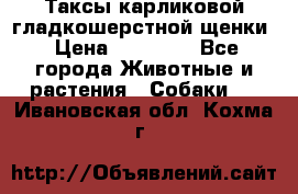 Таксы карликовой гладкошерстной щенки › Цена ­ 20 000 - Все города Животные и растения » Собаки   . Ивановская обл.,Кохма г.